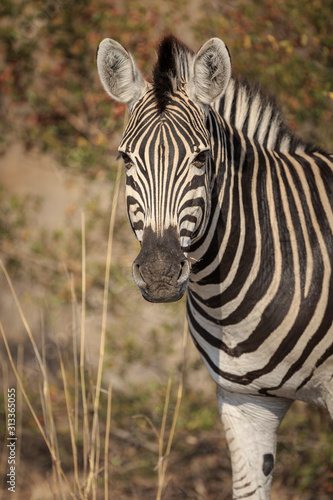 Portrait of plains zebra  Equus quagga.