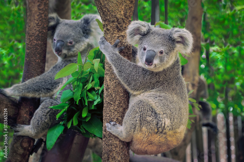 A cute coala.