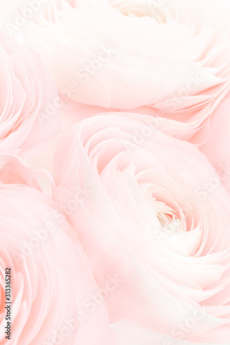 Soft pink feminine peony, rose or buttercup flowers with delicate layered petals close up. Natural textured monochrome spring or summer background for Mothers, Valentines or womens Day