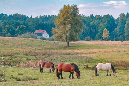 Fototapeta Naklejka Na Ścianę i Meble -  jesienny poranek na Mazurach
