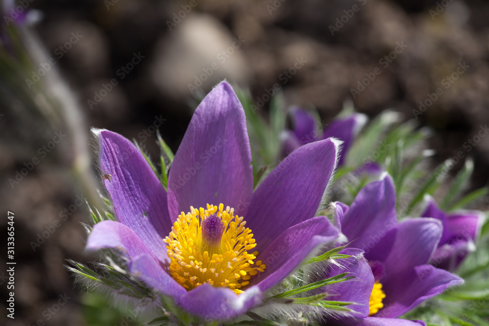 close-up of purple pulsatilla in bloom close-up of purple pulsatilla in bloom