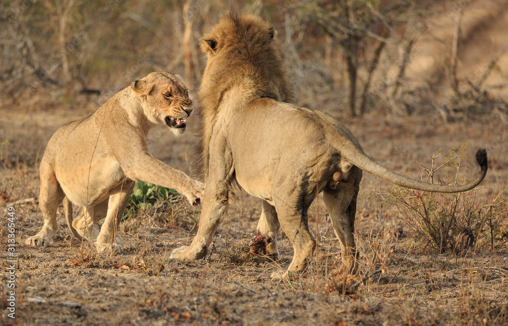 Female lion, Panthera leo, swatting a courting male lion. Stock Photo |  Adobe Stock