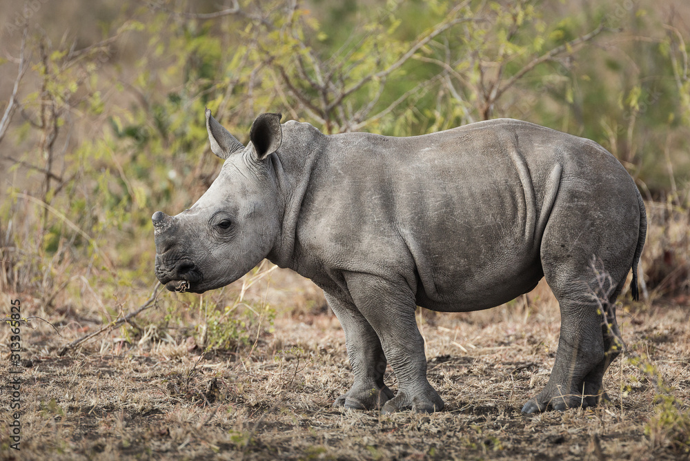 A baby white rhinoceros, Ceratotherium simum, standing. A baby white rhinoceros, Ceratotherium simum, standing.