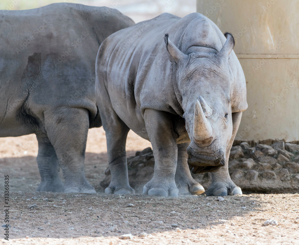 Wild Animal African Rhinoceros or Rhino in Al Ain Zoo, United Arab Emirates Wild Animal African Rhinoceros or Rhino in Al Ain Zoo, United Arab Emirates