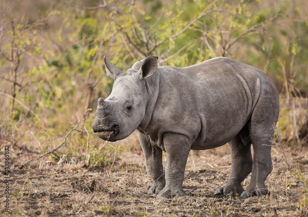 A baby white rhinoceros, Ceratotherium simum, standing. A baby white rhinoceros, Ceratotherium simum, standing.