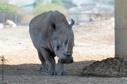 Wild Animal African Rhinoceros or Rhino  in Al Ain Zoo  United Arab Emirates