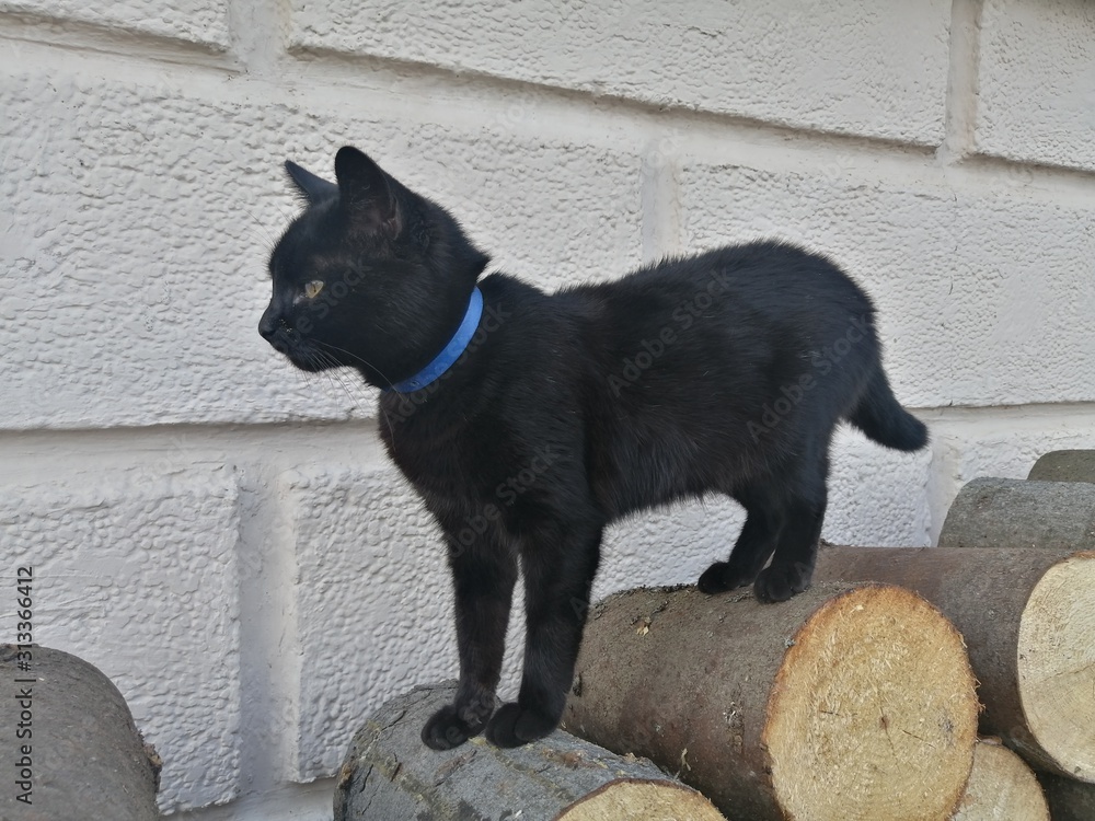 black cat stands on folded round firewood along a beige wall and looks