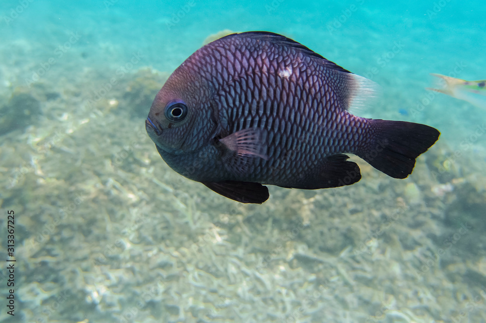 珊瑚礁を泳ぐミツボシクロスズメダイ Stock Photo Adobe Stock 珊瑚礁を泳ぐミツボシクロスズメダイ Stock Photo Adobe Stock