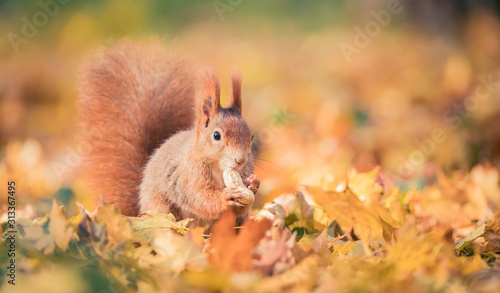 Squirrel sitting in the autumn park sunshine autumn colors on the tree and sitting on the ground in leaves.