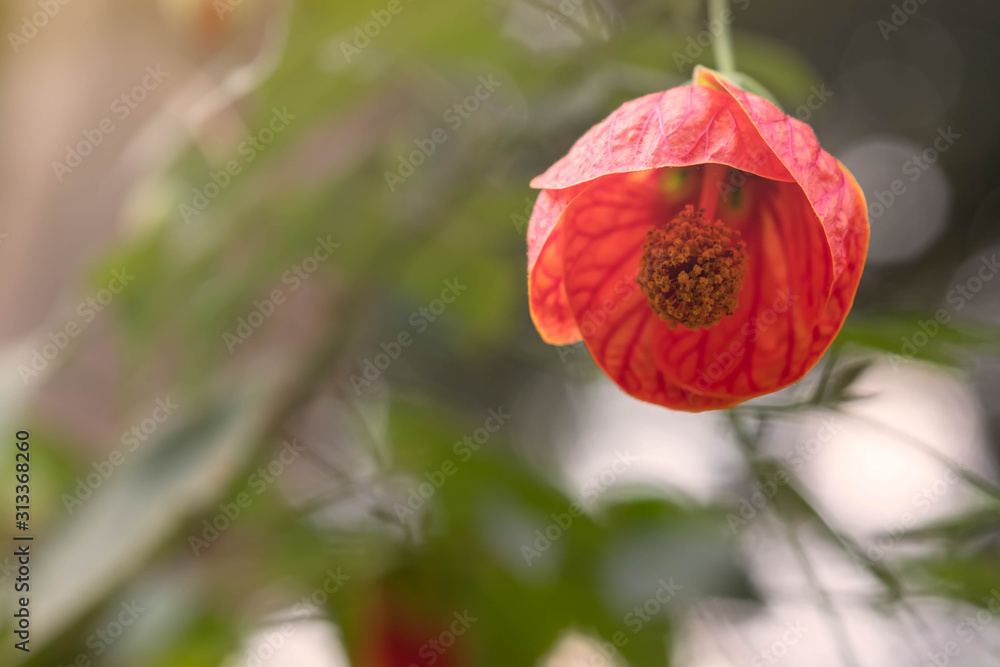 close up and selective focus of Abutilon pictum close up and selective focus of Abutilon pictum