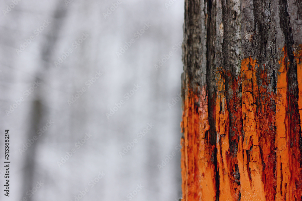 Fototapeta premium textured tree bark painted with colored paints