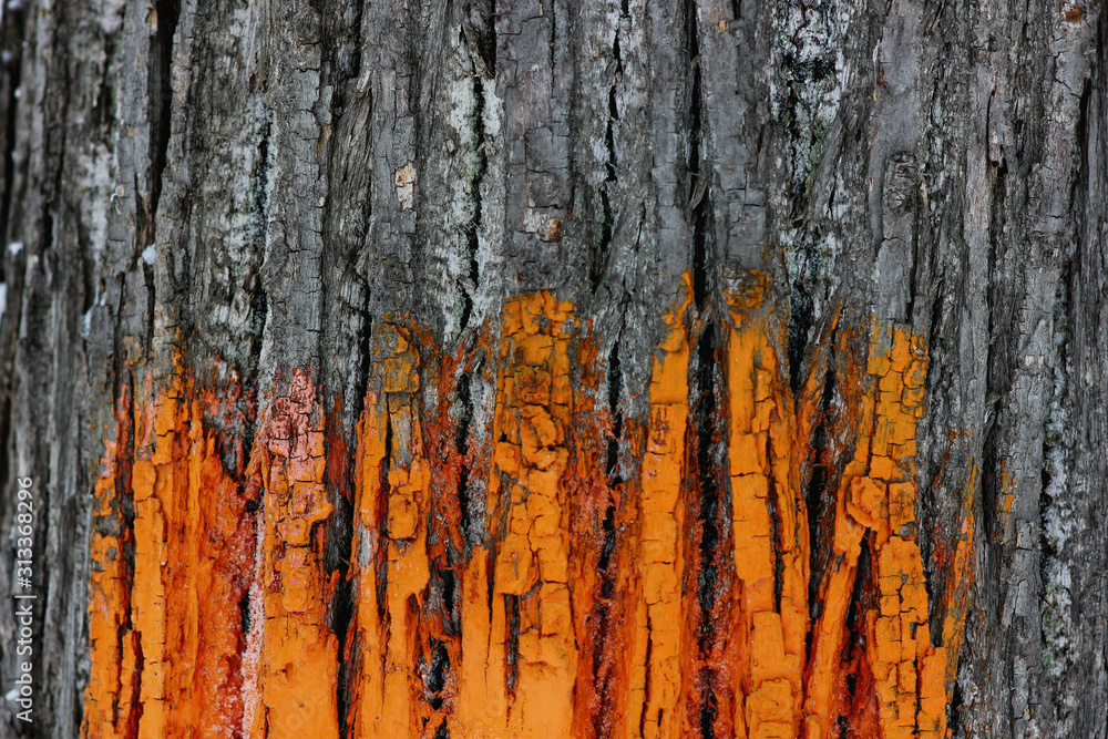 Obraz premium textured tree bark painted orange