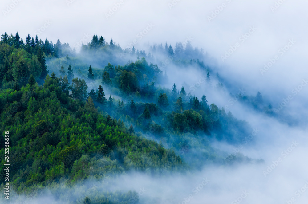 Obraz mgła i mgła w lesie. widok z lotu ptaka świeżego letniego poranka