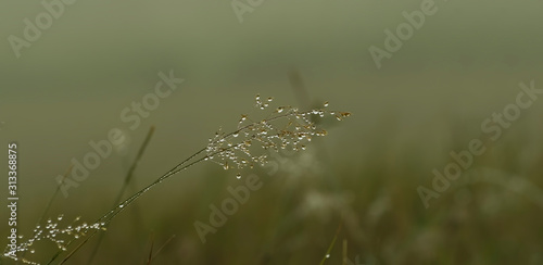 fresh morning in the summer. macro of grass with rain drops