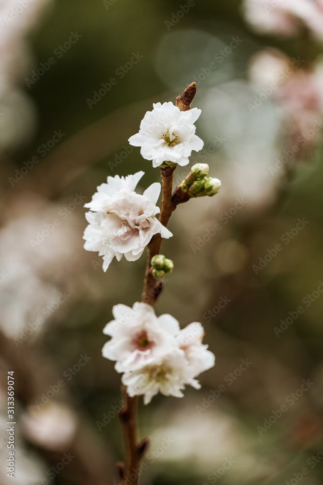 close up white sakura flowers