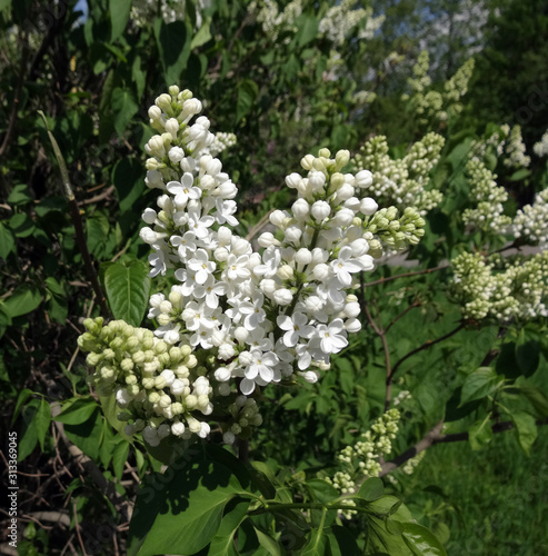 flowering spring branch of white lilac on a blurred background