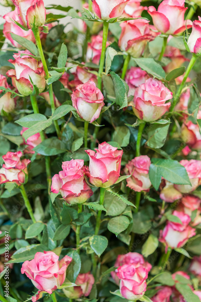 Delicate Fresh Pink Roses. pale pink shrub roses. Gentle background of pink roses. vertical photo Delicate Fresh Pink Roses. pale pink shrub roses. Gentle background of pink roses. vertical photo