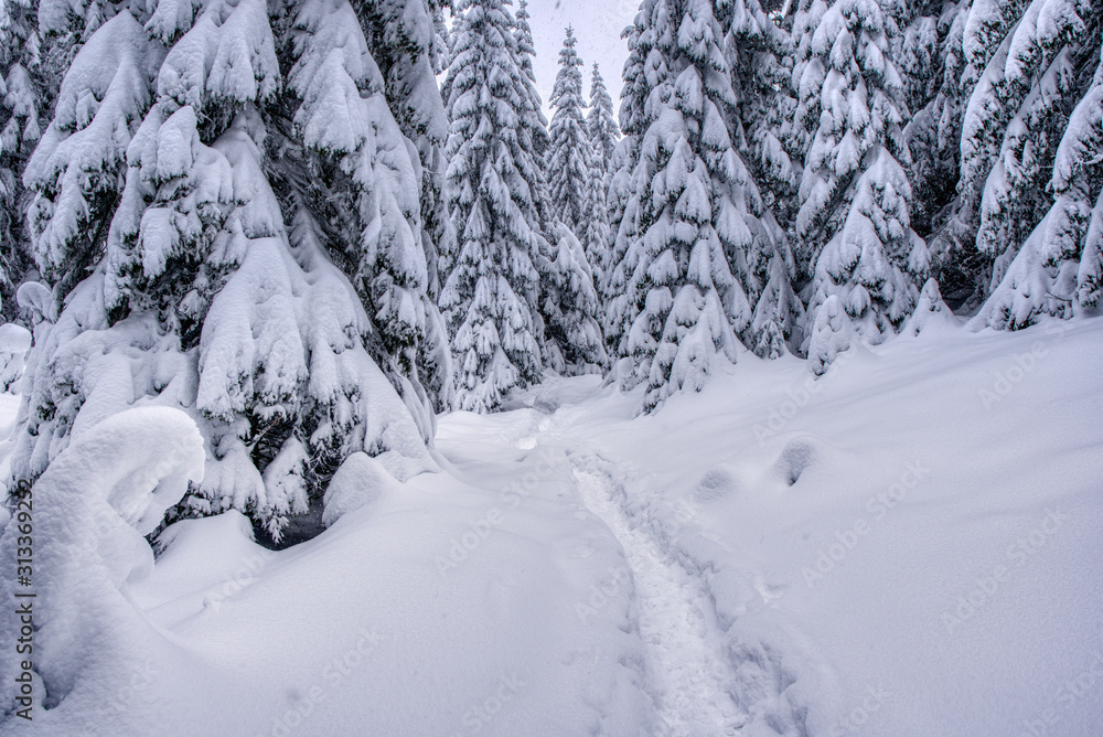 winter mountain landscape. winding road that leads into the pine forest covered with snow. winter mountain landscape. winding road that leads into the pine forest covered with snow.