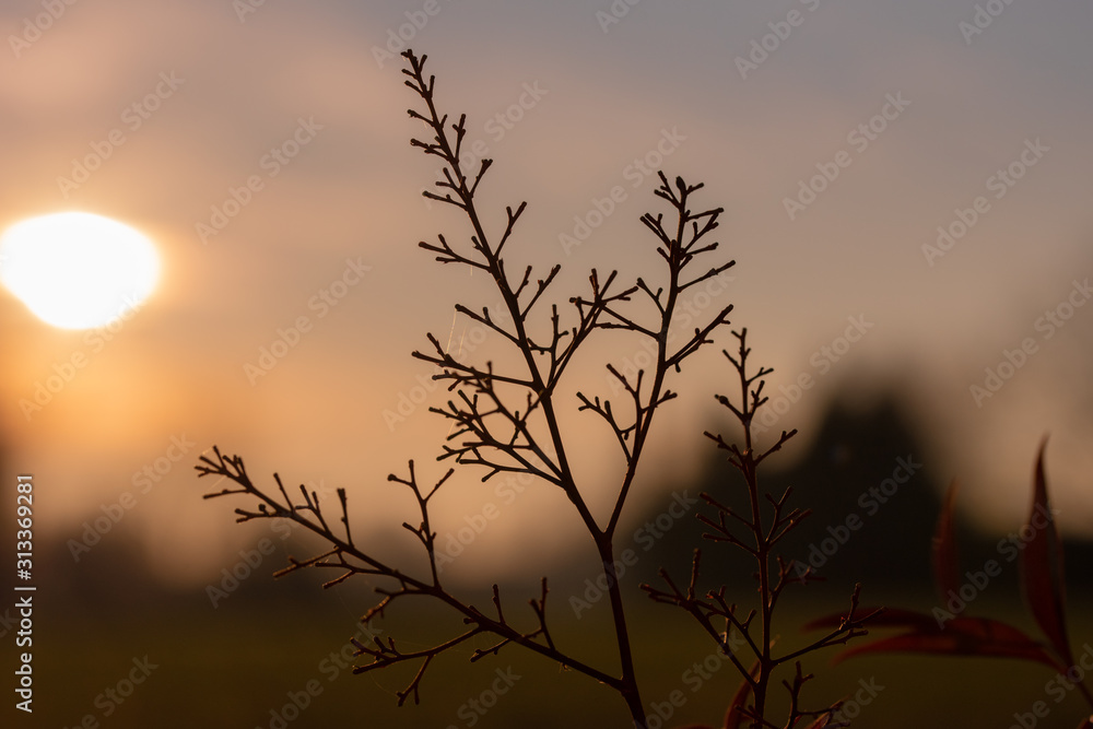 Obraz premium a little branch backlit with a red setting sun