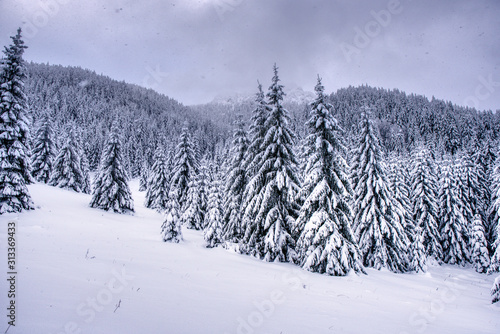 Beautiful winter landscape in the mountains