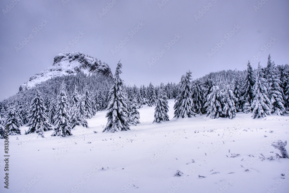 Boreal forest on a cold winter day after the snowstorm. slovakia mala fatra