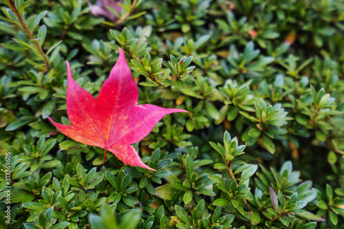 red maple leaf close-up