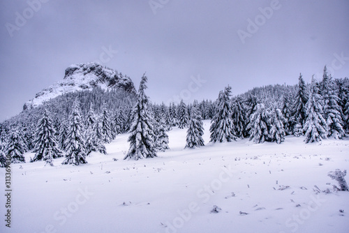 Boreal forest on a cold winter day after the snowstorm. slovakia mala fatra