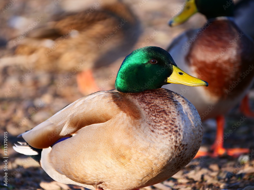 Fototapeta premium Ducks!! Lots of Ducks!