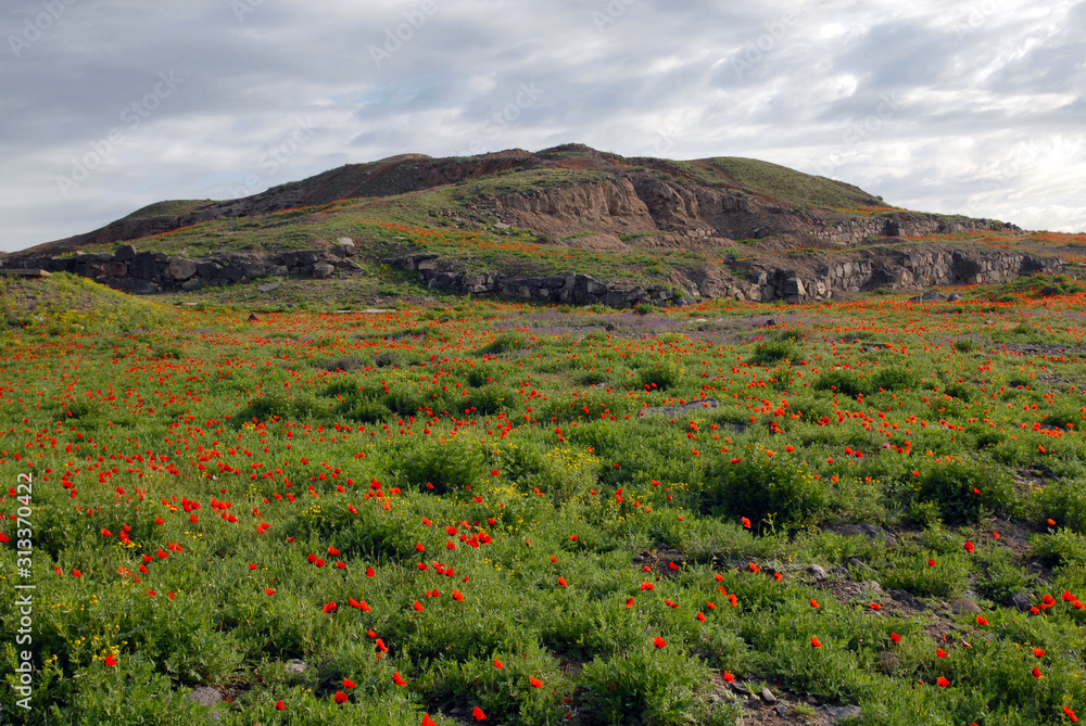 Flowering, blooming poppy and hill where is located Erebuni Fortress (Urartu time). Yerevan, Armenia.