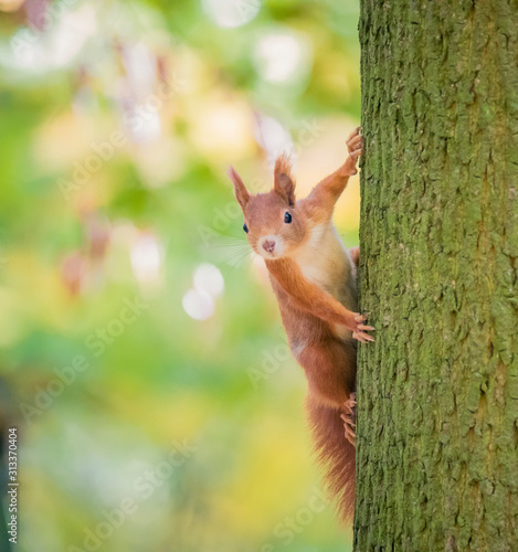 Squirrel sitting in the autumn park sunshine autumn colors on the tree and sitting on the ground in leaves.