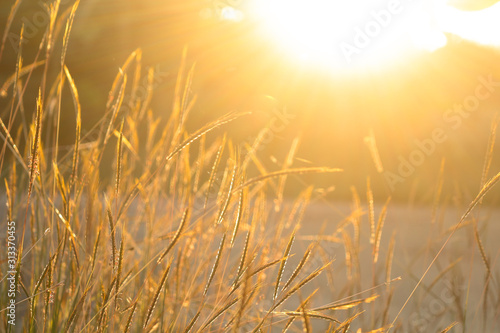 Grass flowers and morning sunlight