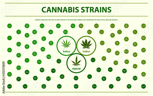 Cannabis Strains horizontal infographic illustration about cannabis as herbal alternative medicine and chemical therapy, healthcare and medical science vector.