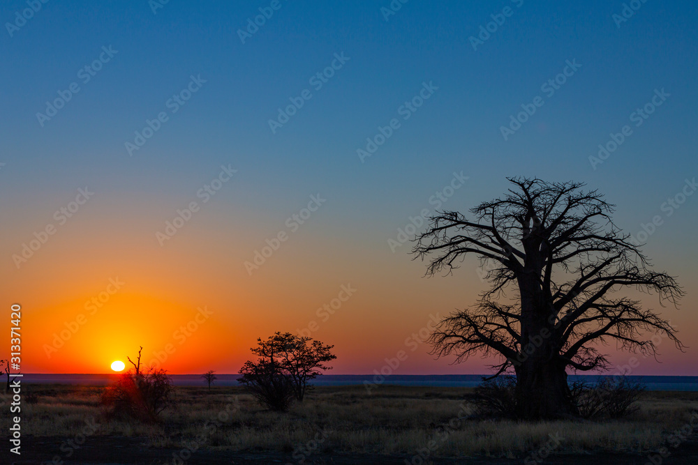 Sunrise at kukonje Island at large baobab tree