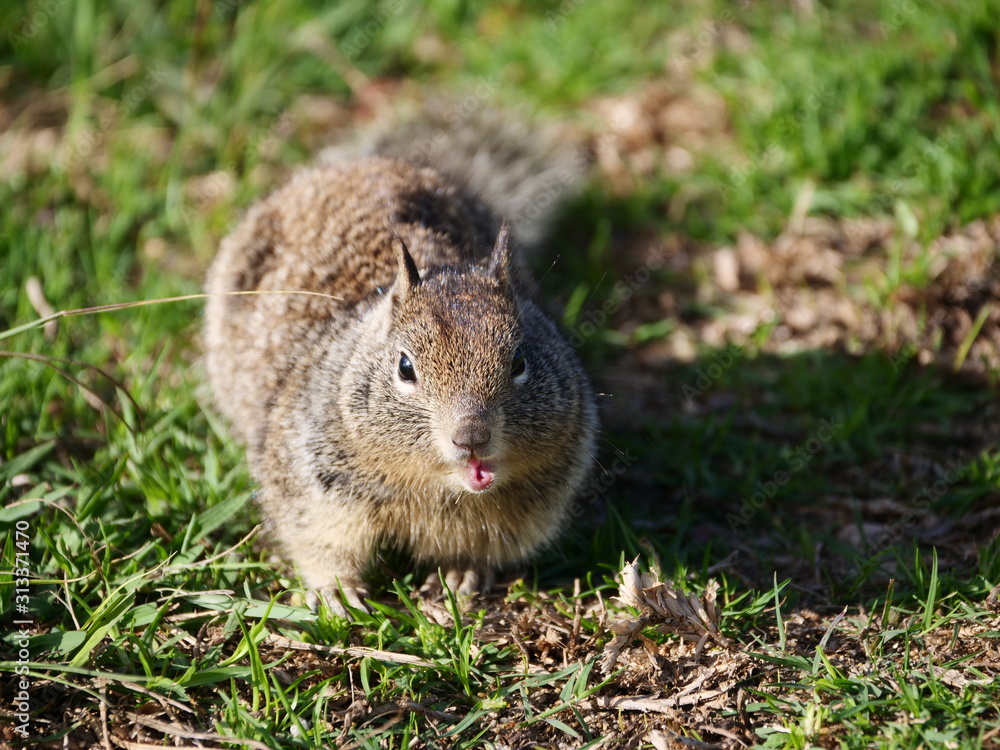 Squirrel at Shoreline Park in San Francisco Bay Area Squirrel at Shoreline Park in San Francisco Bay Area