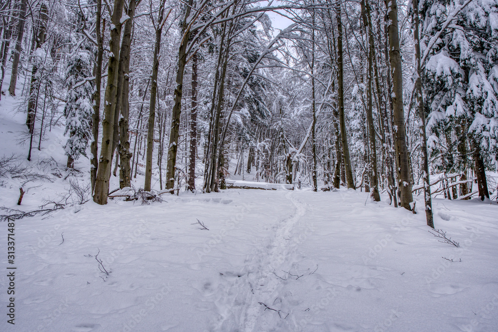 Winter landscape. Winter wonderland with forest snowy trees, slovakia Winter landscape. Winter wonderland with forest snowy trees, slovakia