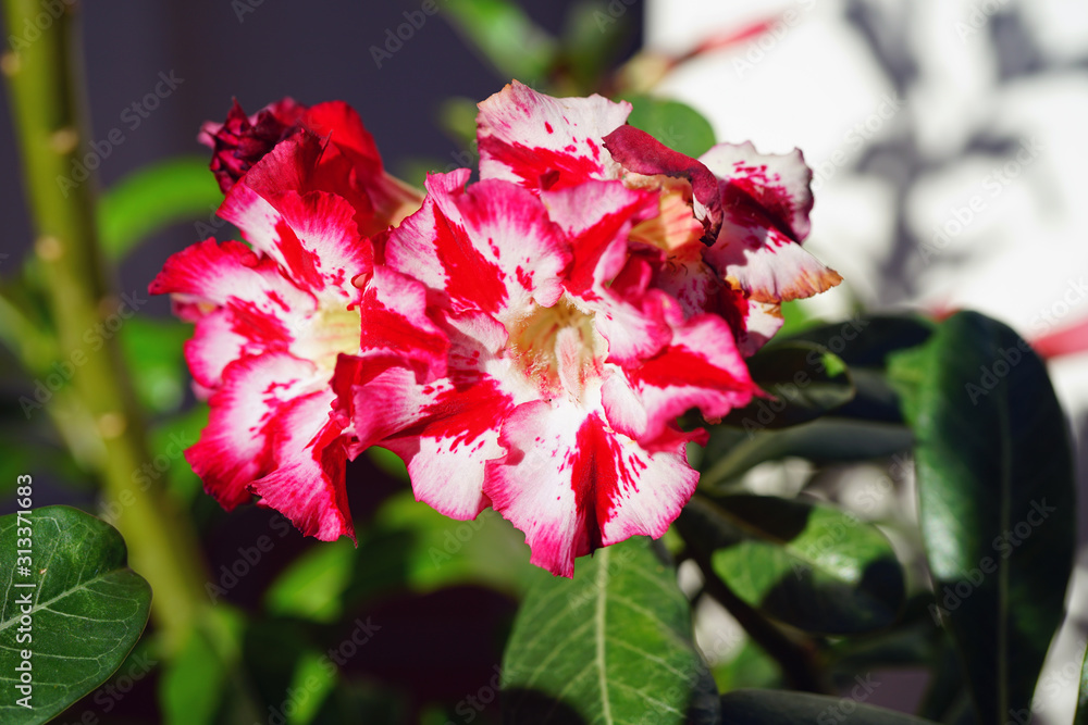 Pink desert rose flowers (Adenium Obesum)