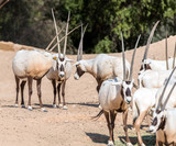 Wild Animal Oryx or Arabian Ghazal in Al Ain Zoo Safari Park