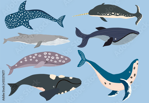 Simple whale character.Vector illustration character doodle cartoon