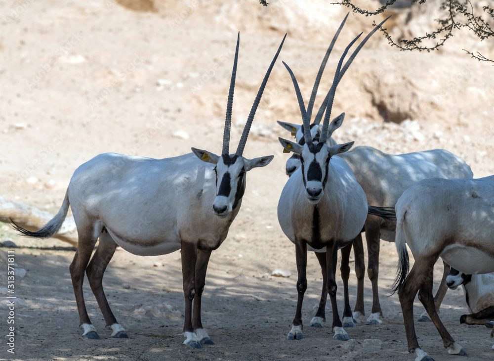 Wild Animal Oryx or Arabian Ghazal in Al Ain Zoo Safari Park Wild Animal Oryx or Arabian Ghazal in Al Ain Zoo Safari Park