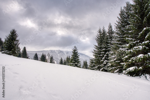 Majestic white spruces glowing by sunlight. Picturesque and gorgeous wintry scene. slovakia mala fatra