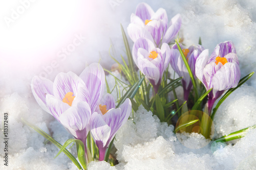 Flowers purple crocus © Elena Blokhina