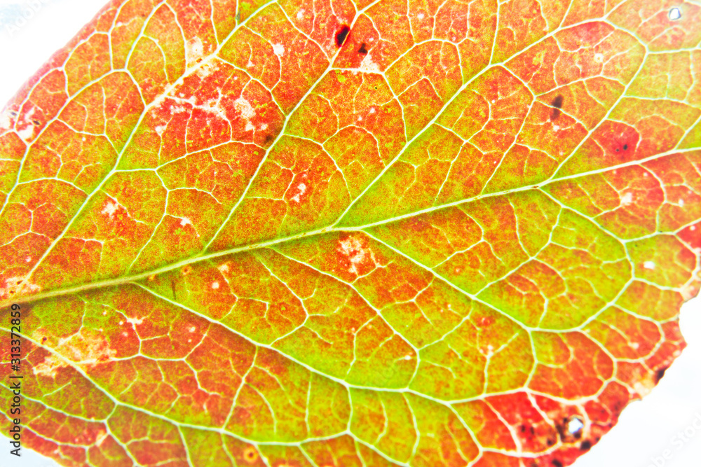 Fototapeta 紅葉した木の葉