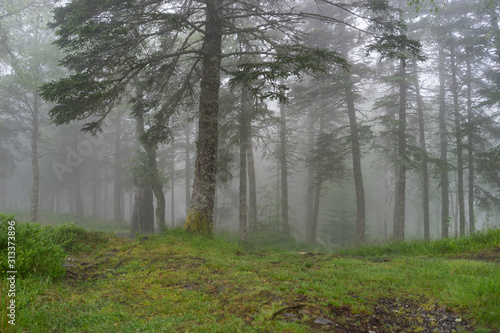 Amazing nature landscape view of north scandinavian forest in the fog