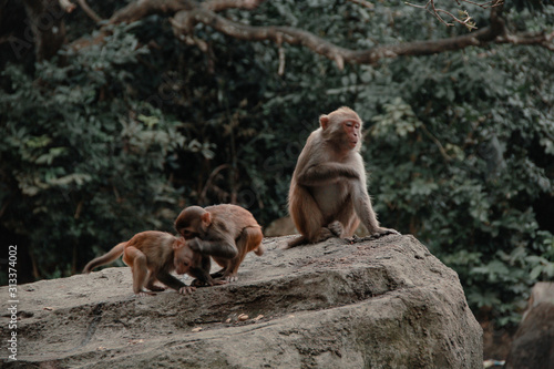 park monkeys Asia China travel © Вадим Юпатов