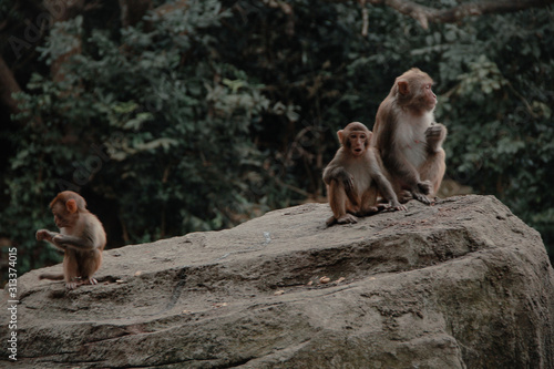 park monkeys Asia China travel