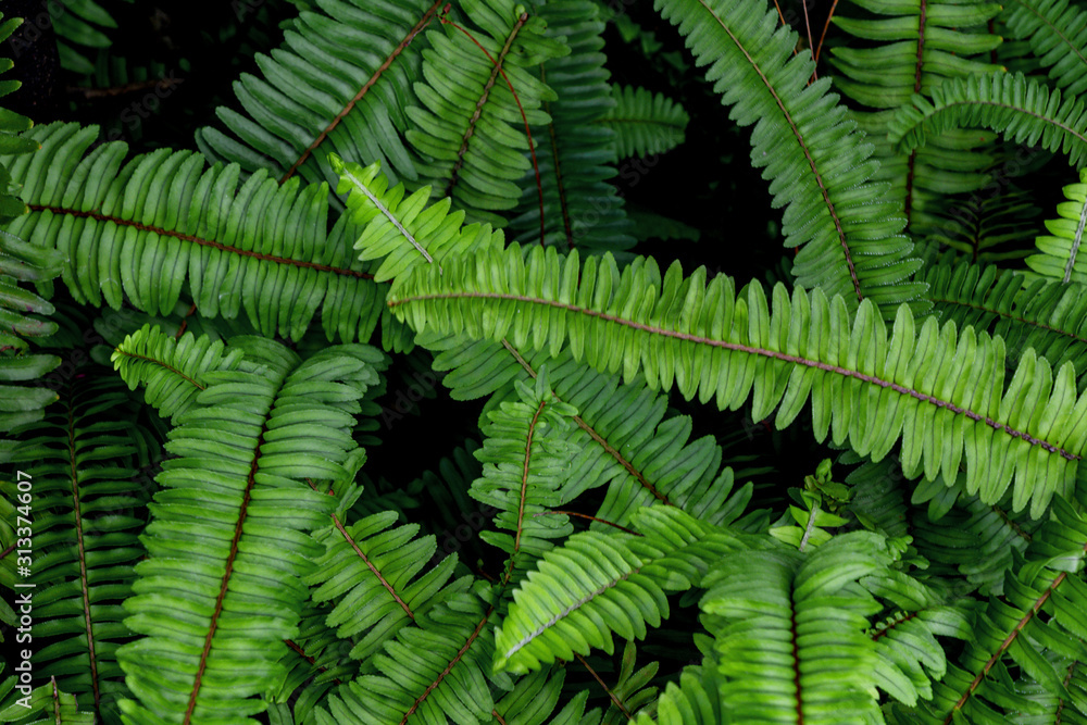 Beautiful ferns leaves green foliage natural. Beautiful ferns leaves green foliage natural.