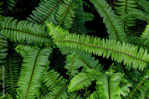 Beautiful ferns leaves green foliage natural.