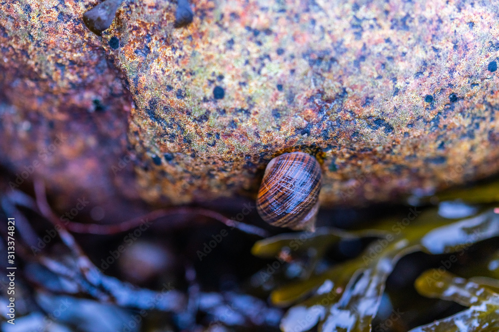 Obraz premium Many snail shells land on a sandy beach and like to hold onto stones