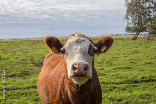 cow in a field © Henry