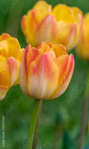 Colourful tulips in the garden